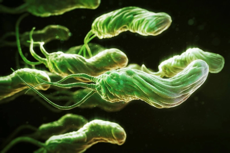 mai multe bacterii de helicobacter pylori