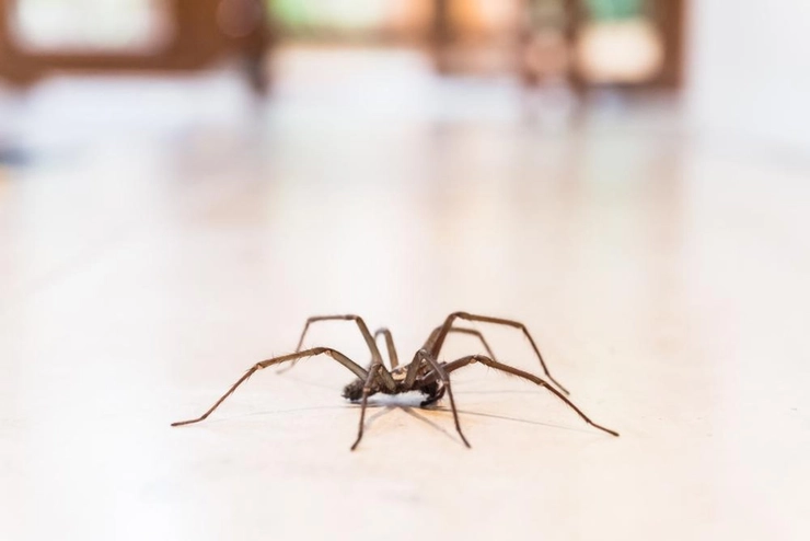un păianjen pe o podea