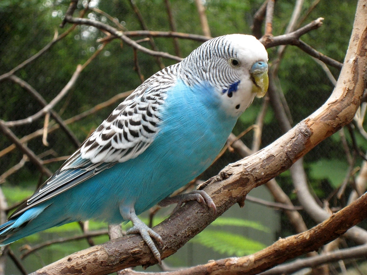 un peruș albastru pe o ramură de copac