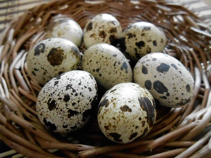 mai multe oua de prepelita intr-un cuib