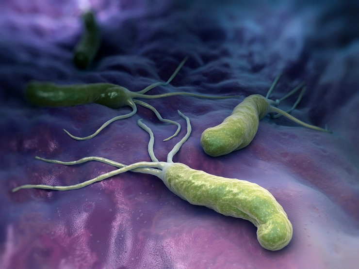 grafica bacteriile helicovacter pylori