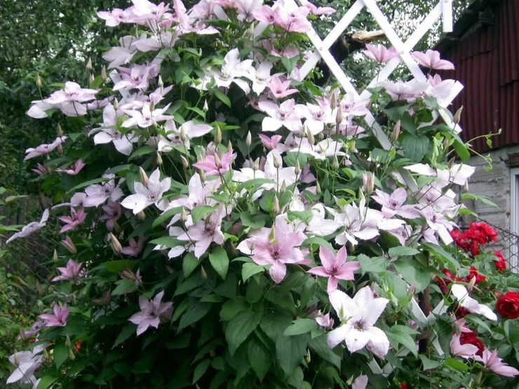 planta cataratoare pe o arca cu flori albe