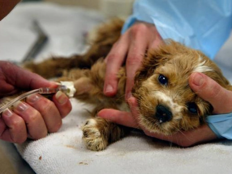 un câine la tratament la medicul veterinar