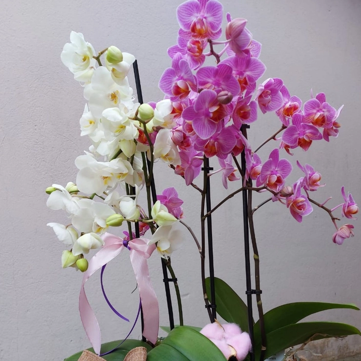 ghiveci cu orhidee