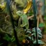 Boa constrictor pitoni regali şi cameleoni cu un colorit de excepție într-o expoziţie exotică de reptile la Palas