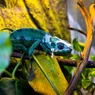 Cu ce se hrănesc șerpii Dar o iguană și un gecko Mai sunt 3 zile în care poți vizita expoziția cu reptile vii de la Palas