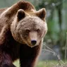 Vasluienii nu mai vor să iasă din case de frica urșilor 8222Ne poate ucide animalele dar și pe noi8221
