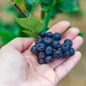 Aronia planta cu fructe minune. Ce beneficii au fructele dulci-acrișoare