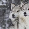 Comisia Europeană colectează date privind populația de lupi pentru o eventuală modificare a statutului de protecție