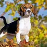 Cum îngrijim câinele Beagle Sfaturi pentru un animal sănătos