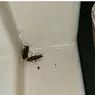 Noi detalii din ancheta privind gândacii găsiți în Secţia de Pediatrie a Spitalului Judeţean Botoșani