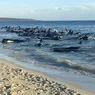 Alertă pe litoral Măsurile luate de autorități după ce peste 140 de balene au eșuat 8211 VIDEO