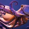 Calamar vs caracatiță. Cum se pot deosebi