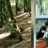 Întâmplare bizare la o înmormântare în Mureș Participanții au fost fugăriți de un urs venit din pădure Ultima dată a venit și mai aproape atunci chiar am crezut că intră peste noi 8211 FOTO