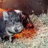 Porcul vietnamez specia de porc cu cea mai sănătoasă carne carnea lui are zero colesterol