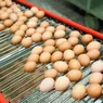Consumul de ouă crește cu 50 în perioada Paștelui. Câți bani trebuie să scoată din buzunare românii