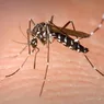 S-a dat alerta în România au fost depistați țânțari care răspândesc malaria. Cât de periculoși sunt