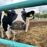 Leonard Stafie specialist în domeniul avicol 8222Este vaca de lapte o prioritate8221 8211 GALERIE FOTO