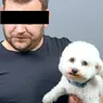 Scandal monstru în Podu Roș Un ieșean ieșit cu un Bichon la plimbare a fost snopit în bătaie și a rămas fără câine. Doi indivizi amețiți de alcool au plecat cu pufosul alb sub braț 8211 EXCLUSIVFOTO