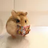 Cât trăiește un hamster Care este durata de viață a acestui rozător drăgălaș