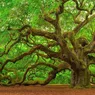 Scoarța de copac este un medicament natural despre care puțini știu Ce beneficii are scoarța de stejar