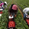 Ieșenii se pot angaja la cules de căpșuni. Angajatorii din Finlanda au nevoie de 80 de muncitori necalificați