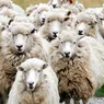 Pățania unui cioban ce a fost furat în miezul zilei. Cum și de ce nu l-au ajutat polițiștii