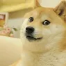 Câinele din celebrul meme Doge și emblema Dogecoin a murit. Cum a devenit celebru Kabosu