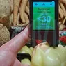 Atenție Legumele şi fructele din pieţele ieşene testate pentru a se măsura nivelurile de nitraţi 8211 FOTO