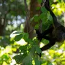 Val de caniculă în Mexic. Maimuţele urlătoare leşină de căldură şi cad din copaci
