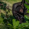 Imagini sfâșietoare de la grădina zoologică O mamă cimpanzeu își jelește de luni de zile puiul 8211 VIDEO
