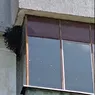 Un roi de albine aflat într-un bloc creează probleme ieșenilor Pompierii intervin la fața locului 8211 VIDEO