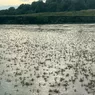 Spectacol al naturii inedit în Delta Dunării Au apărut mii de rusalii 8211 VIDEO
