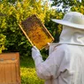 Apicultorii din Iași primesc 5 eurofamilia de albine. Plățile se fac până la finalul lunii iunie 2024